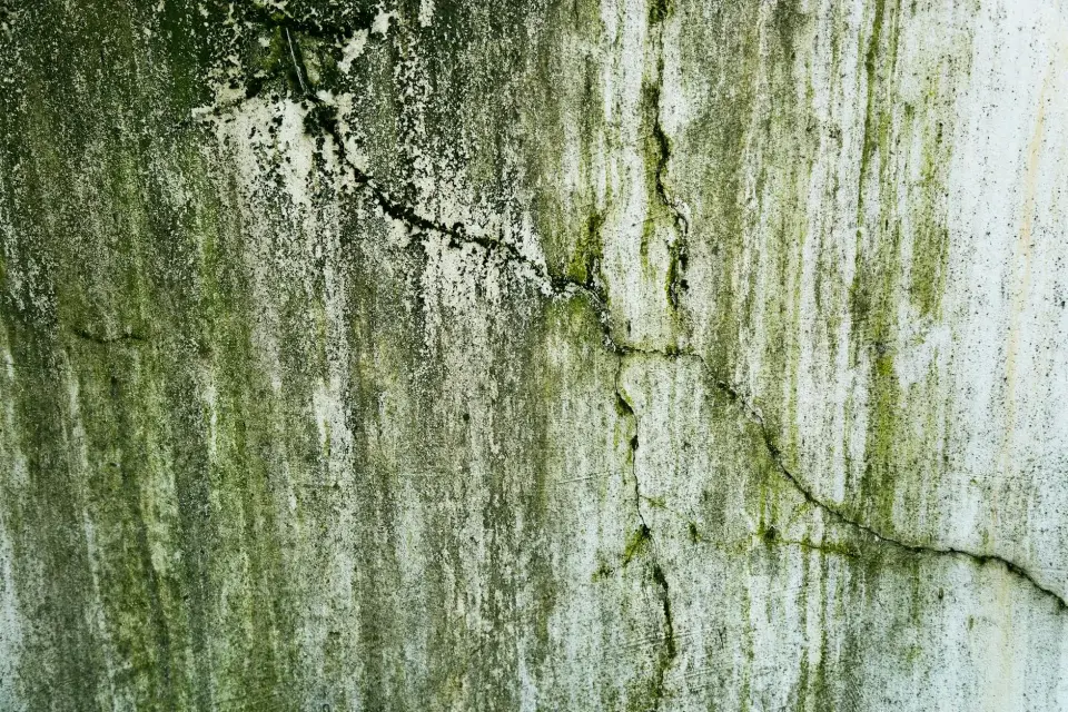 Our Story: Dedicated to Healthy, Mold-Free Homes in Live Oak, TX